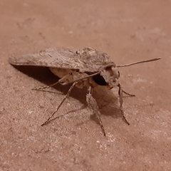 Agrius convolvuli