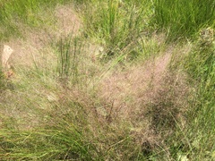 Eragrostis aspera