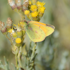 Colias vauthierii