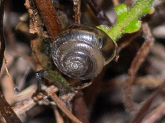 Gastrodontidae