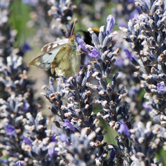 Colias