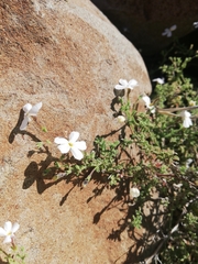 Jamesbrittenia tysonii