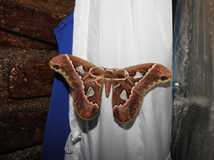Rothschildia cinctus cinctus