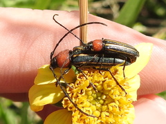 Mannophorus laetus