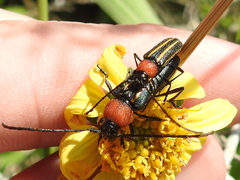 Mannophorus laetus