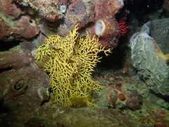 Melithaea