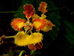 Stigmaphyllon echitoides