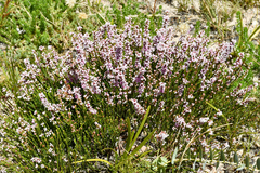 Erica articularis