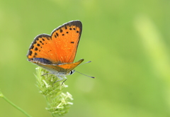 Lycaena asabinus