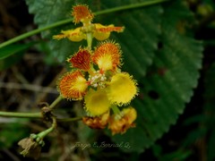 Stigmaphyllon echitoides