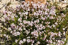 Erica articularis