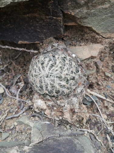 Haworthia bolusii