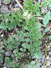 Erodium acaule