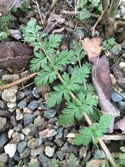 Erodium acaule