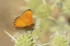 Lycaena ochimus