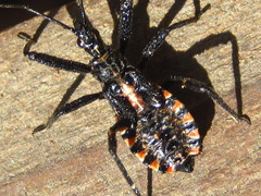 Rhynocoris leucospilus sibiricus