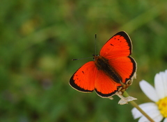 Lycaena ottomanus