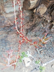 Adromischus sphenophyllus