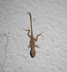 Anolis sagrei