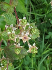 Rubus laciniatus