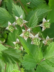 Rubus laciniatus