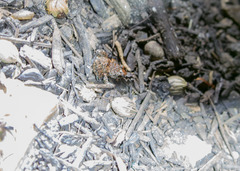 Eleutherodactylus campi