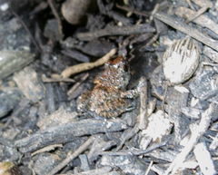 Eleutherodactylus campi