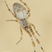 Feather-legged Spiders - Photo no rights reserved, uploaded by Jesse Rorabaugh