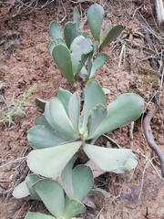 Adromischus sphenophyllus