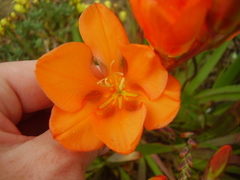 Tritonia crocata
