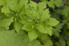 Sanicula chinensis