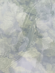 Squalius cephalus