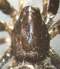 Aphantaulax trifasciata
