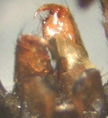 Aphantaulax trifasciata