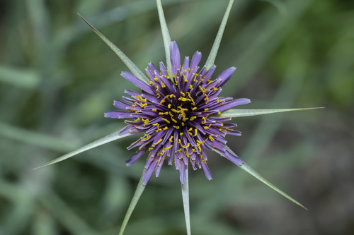 Image of Long-Beaked Salsify (Tragopogon coelesyriacus) by (c) Eleftherios Katsillis, some rights reserved (CC BY)