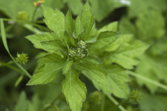 Sanicula chinensis