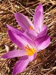 Crocus versicolor