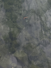 Squalius cephalus