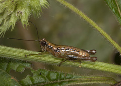 Proctolabinae