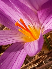 Crocus versicolor