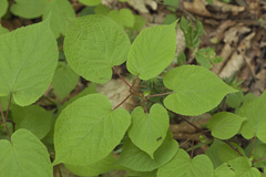 Actinidia kolomikta