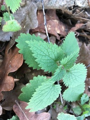 Lamium album
