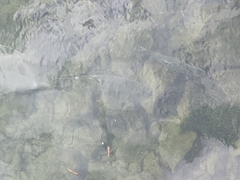 Squalius cephalus