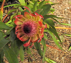 Protea × hybrida