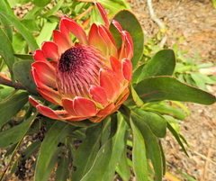 Protea × hybrida