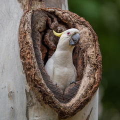 Yellow-Crested Cockatoo photo 4