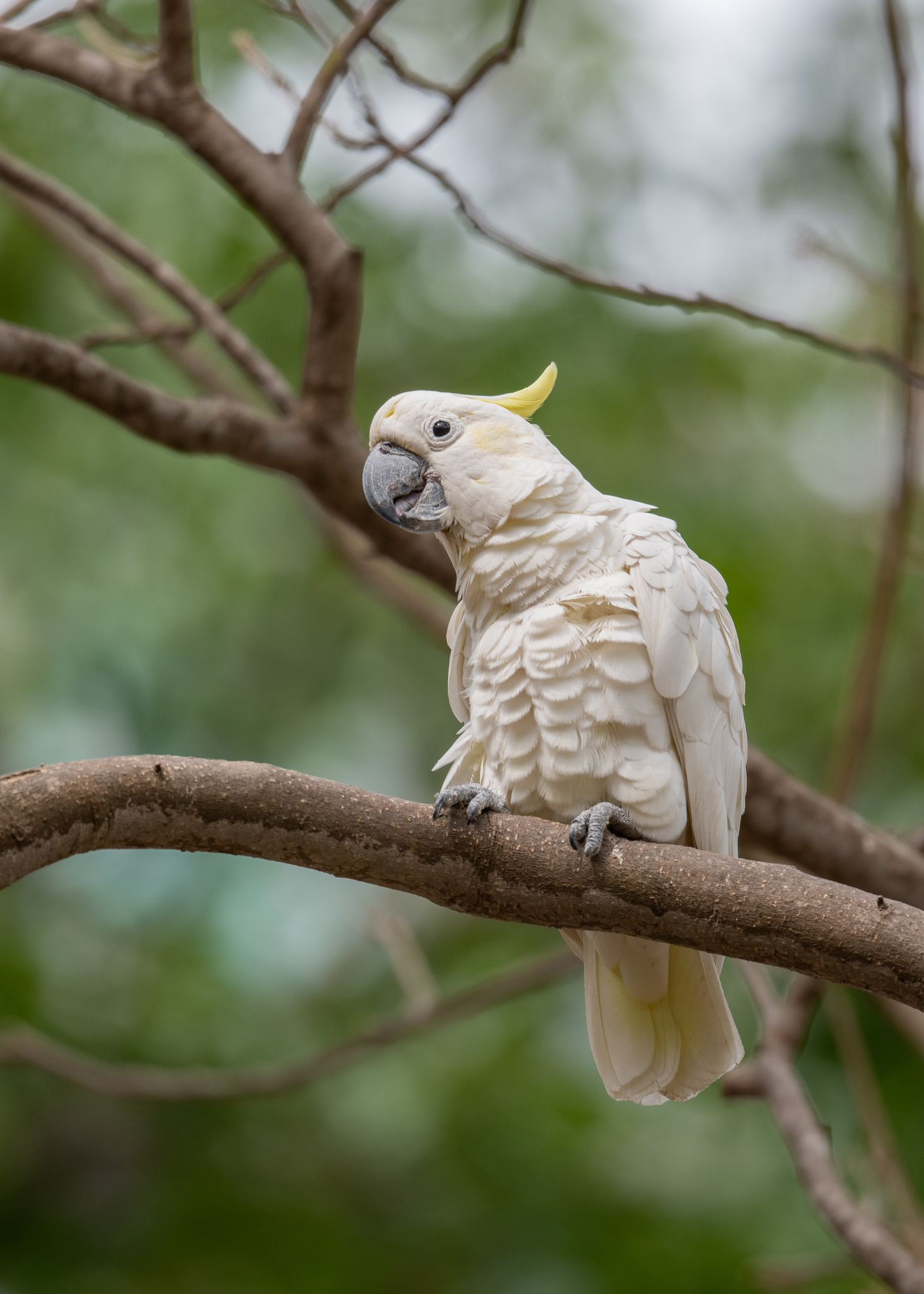小葵花鳳頭鸚鵡(Cacatua sulphurea) · 愛自然-臺灣(iNaturalist Taiwan)