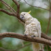Yellow-crested Cockatoo - Photo (c) Paul Dickson, some rights reserved (CC BY-NC), uploaded by Paul Dickson