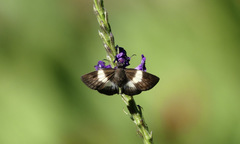 Potamanaxas