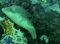 Canthigaster compressa